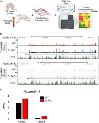 Identifying New COVID-19 Receptor Neuropilin-1 in Severe Alzheimer’s Disease Patients Group Brain Using Genome-Wide Association Study Approach